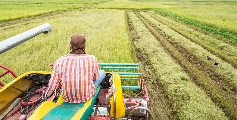 rice_farm_Nigeria_Husk_Energy_Oram_Agri_power