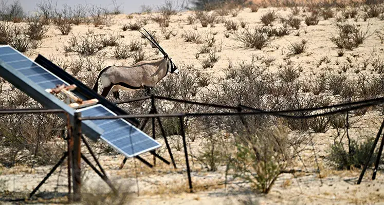solar_panel_oryx_antelope_desert