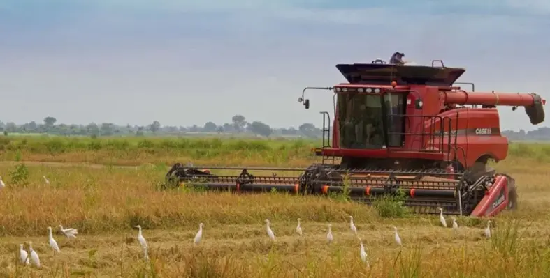 A combine harvester in action. 
