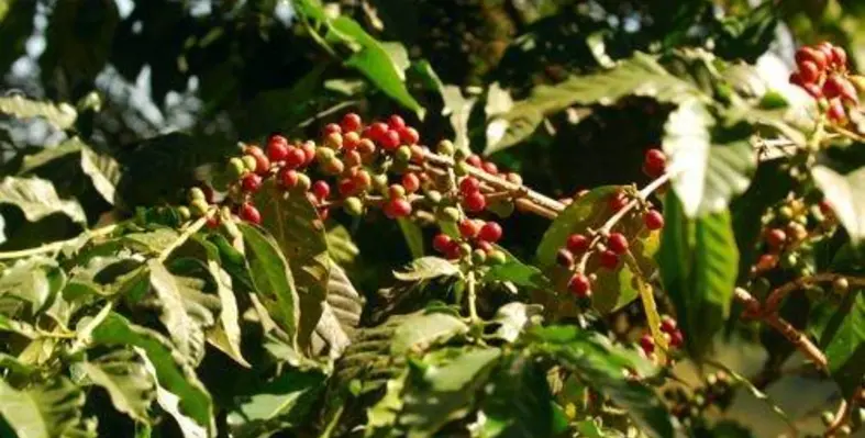 3672126801_0acff1cc71_o